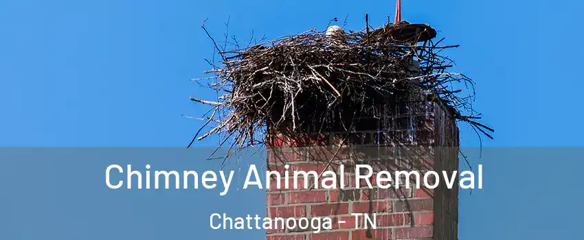  Chimney Animal Removal Chattanooga - TN