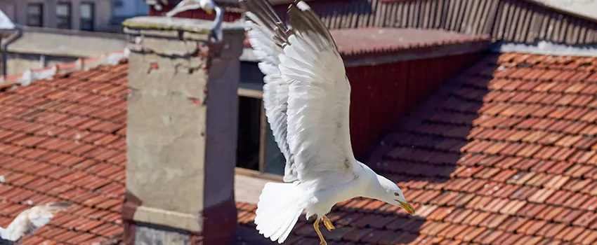 Residential Chimney Animal Removal Solution in Chattanooga, TN