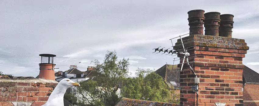 Chimney Cleaning And Restoration in Chattanooga, Tennessee